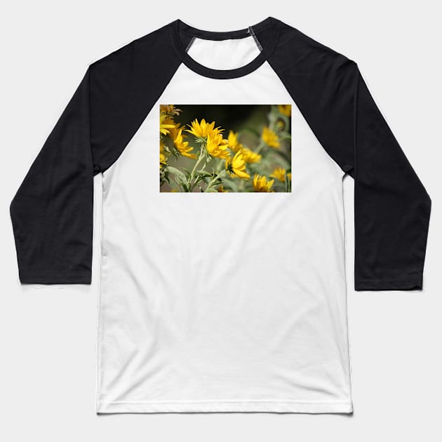 Windblown Sunflowers Baseball T-Shirt by photoclique